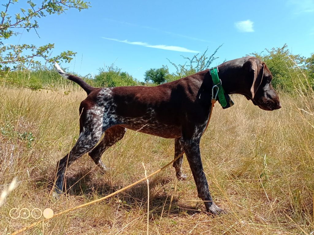 Tina De L'Etoile Royale Du Perche