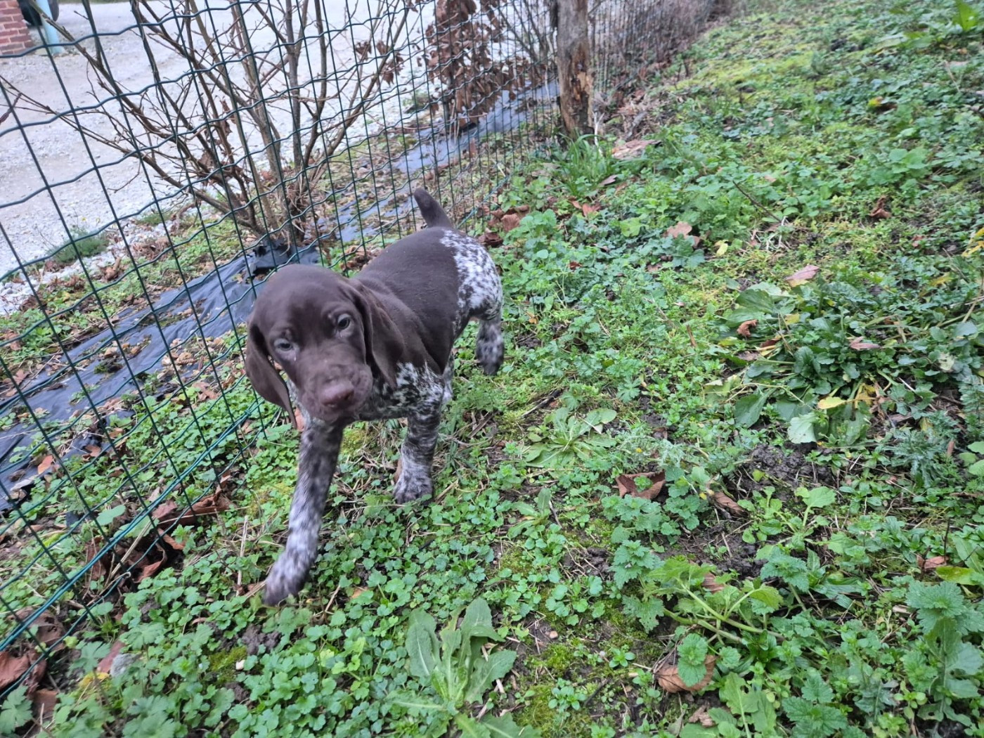 De L'Etoile Royale Du Perche - Chiots disponibles - Braque allemand à poil court