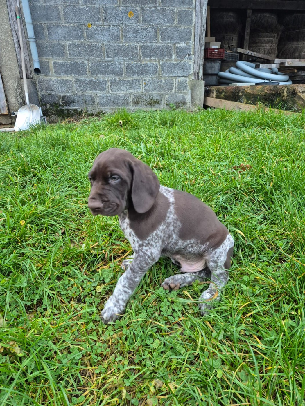 De L'Etoile Royale Du Perche - Chiots disponibles - Braque allemand à poil court