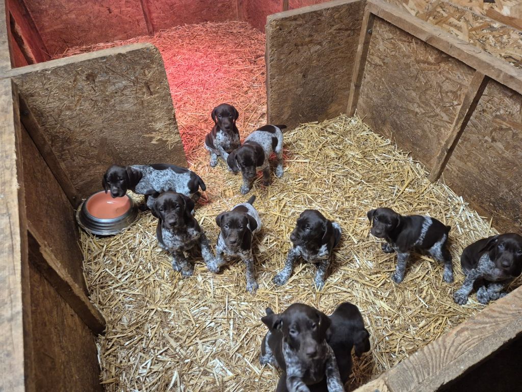 De L'Etoile Royale Du Perche - Braque allemand à poil court - Portée née le 22/10/2025